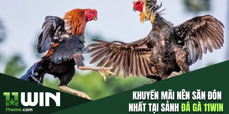 Khuyến mãi nên săn đón nhất tại sảnh đá gà 11WIN 