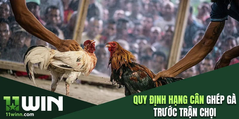 Quy định hạng cân ghép gà trước trận chọi